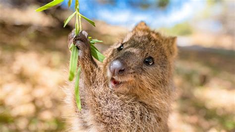 quokka pronunciation|quokka fun facts.